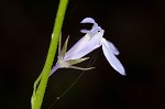 Nuttall's lobelia