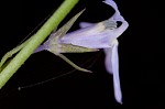 Nuttall's lobelia