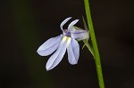 Nuttall's lobelia