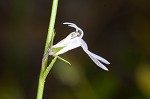 Nuttall's lobelia