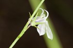 Nuttall's lobelia