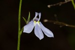 Nuttall's lobelia