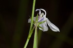 Nuttall's lobelia