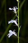 Nuttall's lobelia