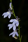 Nuttall's lobelia