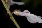 White lobelia