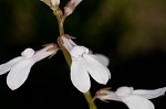 White lobelia