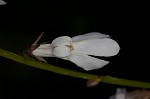 White lobelia