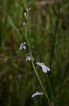 White lobelia