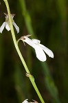 White lobelia