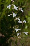 White lobelia