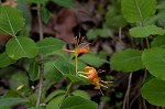 Yellow honeysuckle