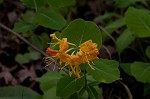 Yellow honeysuckle