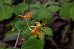 Yellow honeysuckle