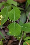 Yellow honeysuckle