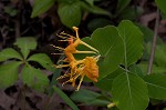 Yellow honeysuckle