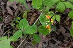 Yellow honeysuckle