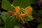 Yellow honeysuckle