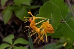 Yellow honeysuckle