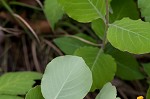 Yellow honeysuckle