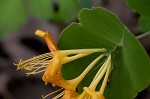 Yellow honeysuckle