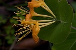 Yellow honeysuckle