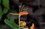 Yellow honeysuckle