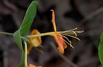 Yellow honeysuckle