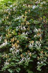 Japanese honeysuckle