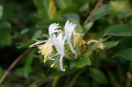 Japanese honeysuckle