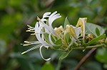 Japanese honeysuckle