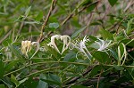 Japanese honeysuckle