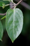 Japanese honeysuckle