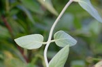 Japanese honeysuckle