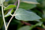 Japanese honeysuckle