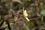 Carolina primrose willow