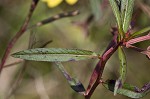 Carolina primrose willow