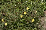 Carolina primrose willow