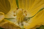 Carolina primrose willow