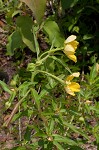 Carolina primrose willow