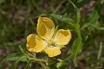 Carolina primrose willow