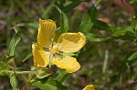 Carolina primrose willow