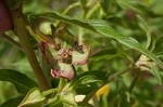 Carolina primrose willow