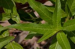 Carolina primrose willow