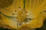 Carolina primrose willow