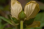 Carolina primrose willow