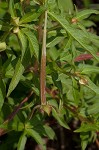 Carolina primrose willow