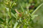 Carolina primrose willow