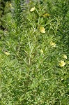 Carolina primrose willow