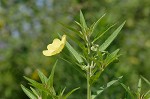 Carolina primrose willow